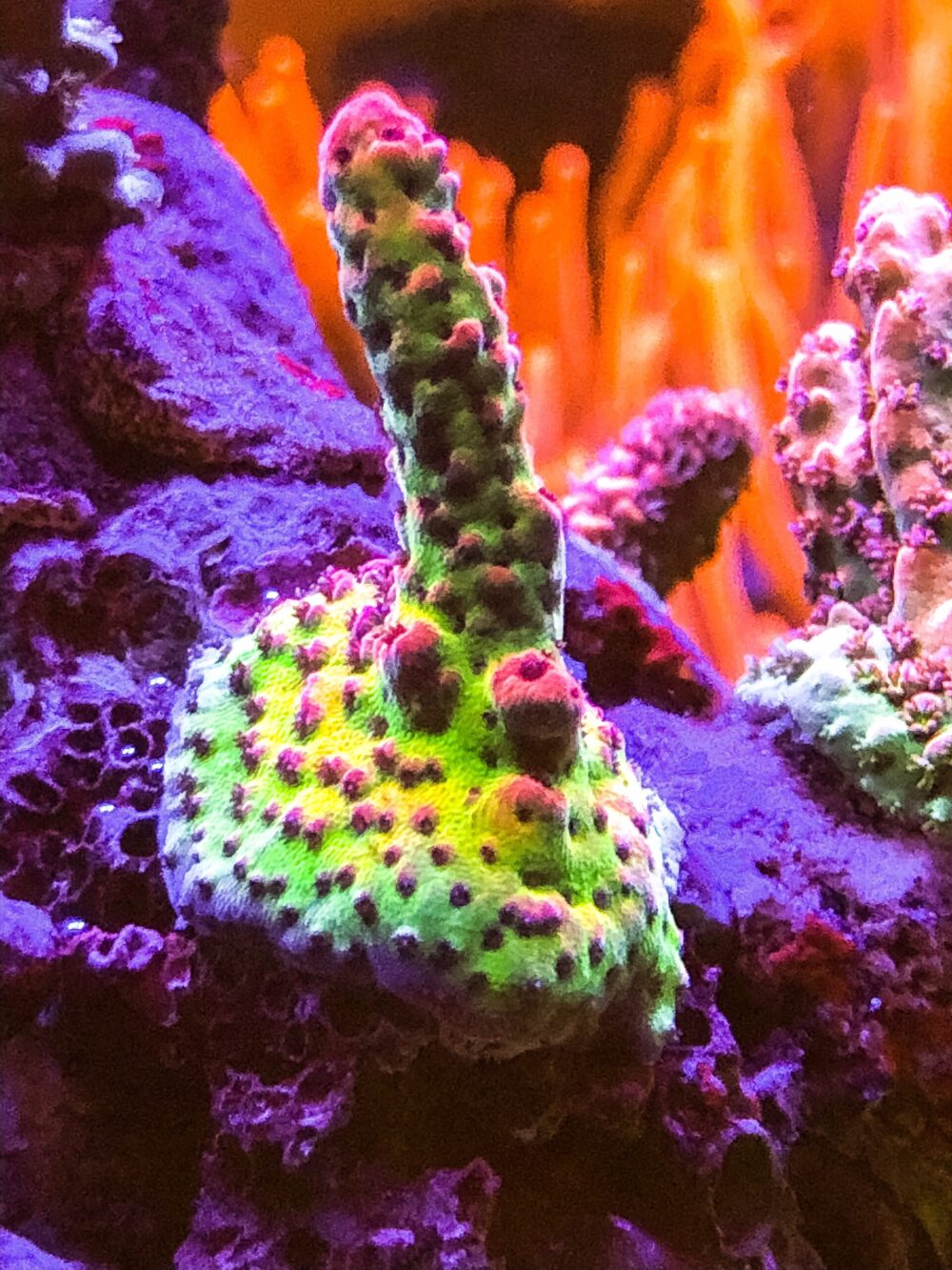 Acropora Rainbow SPS Korallen Ableger