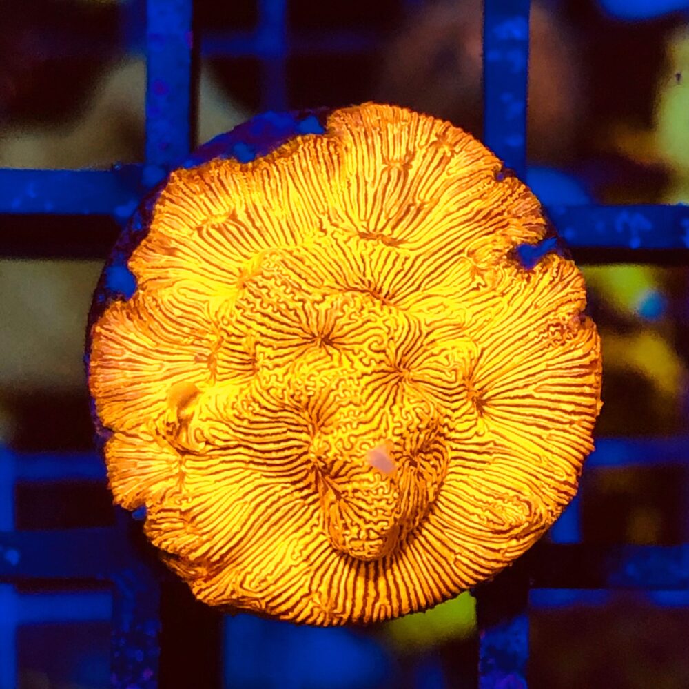 Leptoseris orange LPS Korallen Ableger