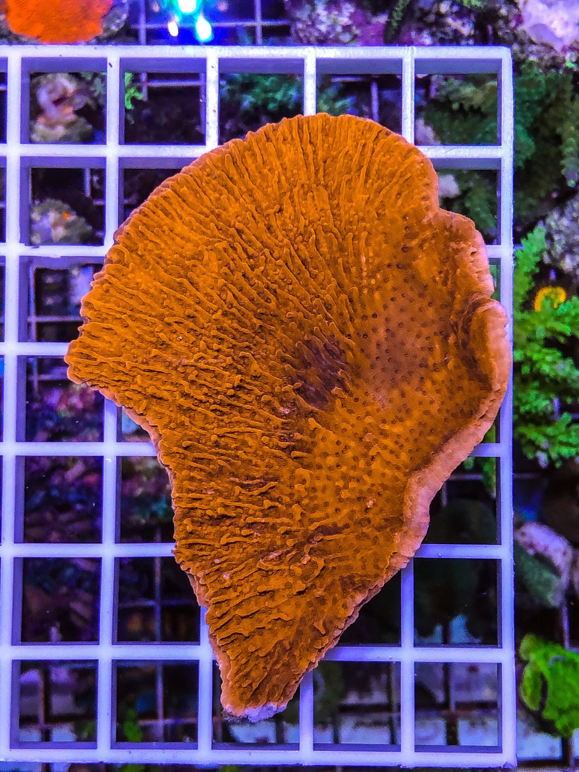 Montipora Platte rot SPS Korallen Ableger