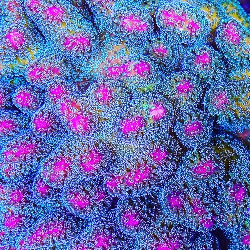 SPS Korallen Stylophora Rainbow