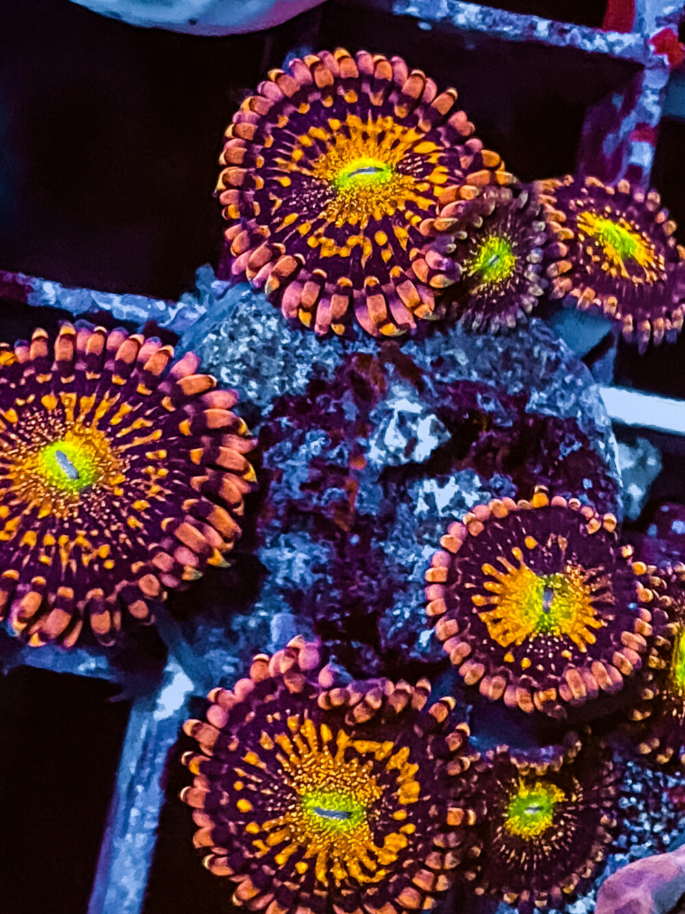 Zoanthus Alien Antivenome Korallen Ableger