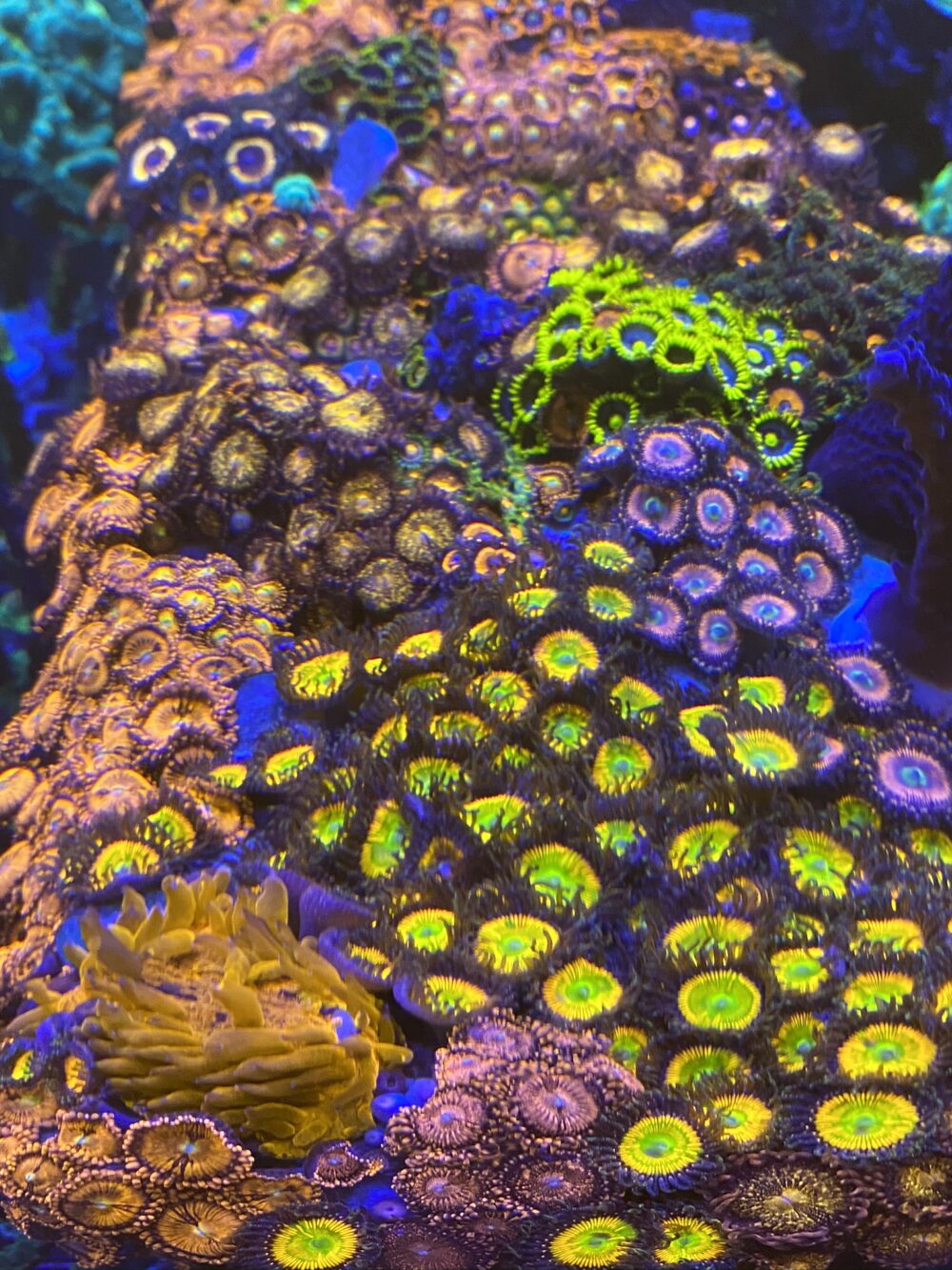 Zoanthus Korallen Ableger