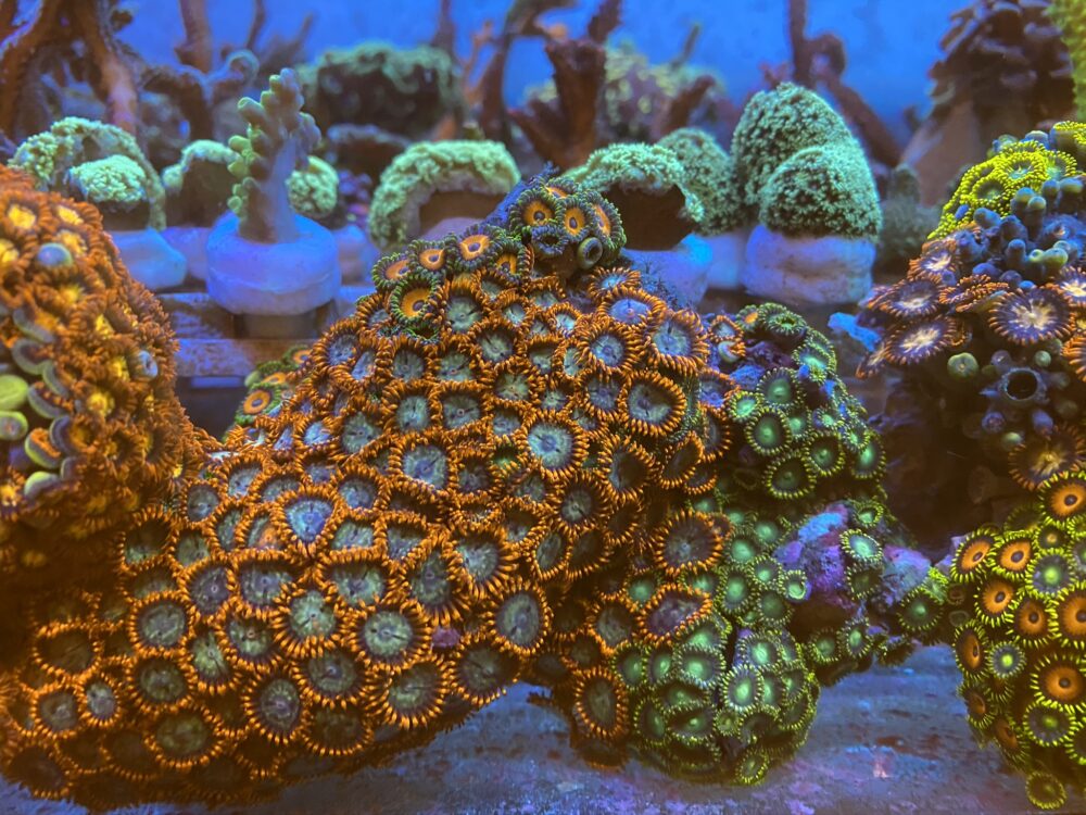 Zoanthus Korallen Ableger Meerwasseraquarium